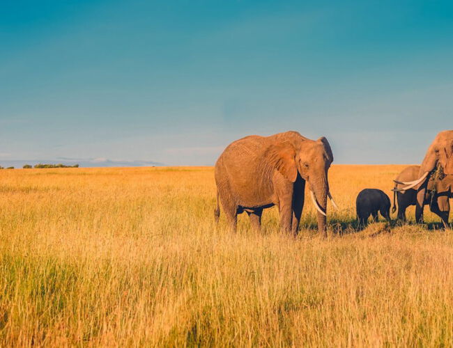 Konfliktursachen erkennen: Die blinden Männer und der Elefant